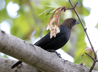 Brown headed Cowbird 6270